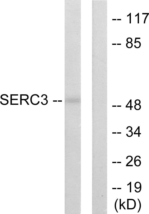 Polyclonal Rabbit anti-Human SERINC3 Antibody (aa361-410, IF, WB)