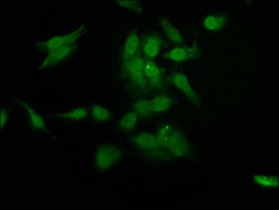 RAD54L2 Antibody