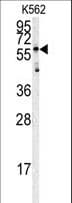 HRG Antibody (aa13-42)