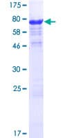 Human SLC7A6OS Protein (Recombinant GST)