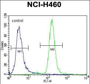 CCNYL3 Antibody (aa 46-74, N-term)