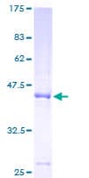 Human GPLD1 / GPIPLD Protein (Recombinant GST)