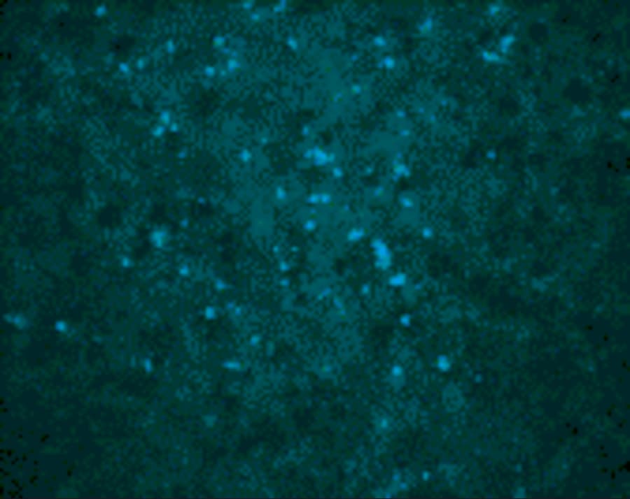 WNV Core Antibody