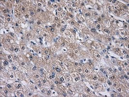 Monoclonal Mouse anti-Human AKR1A1 Antibody (clone OTI9F1, IHC, WB)