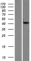 PTER Protein (Over-Expression Lysate Myc-DDK (Flag))