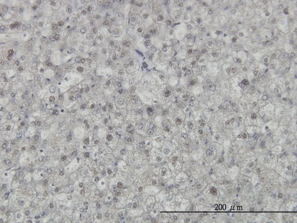KHDRBS1 / SAM68 Antibody (clone 1A4)