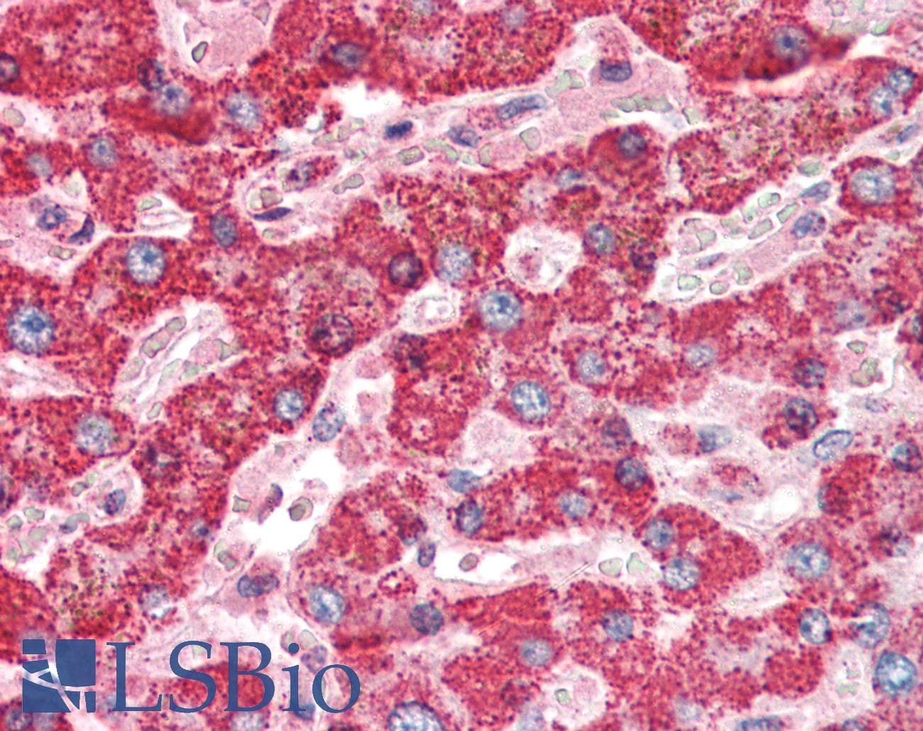 IHC-plus™ CTSD / Cathepsin D Antibody