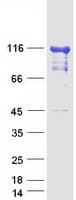 Human EIF3C / EIF3S8 Protein (Recombinant Myc-DDK (Flag))