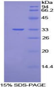 Mouse VANGL1 Protein (Recombinant His-T7)