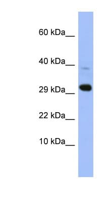 MRPL47 Antibody (aa35-84)