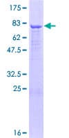 Human ADAMTSL1 Protein (Recombinant GST)
