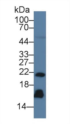 REG3G Antibody (Biotin)