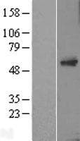 TC2N Protein (Over-Expression Lysate Myc-DDK (Flag))