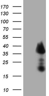 TCEAL1 Antibody (clone OTI2A1)