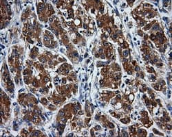 PAS Kinase / PASK Antibody (clone OTI8G9, Carrier-free)