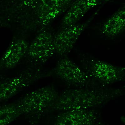 IHC-plus™ SNX1 Antibody (aa122-135)