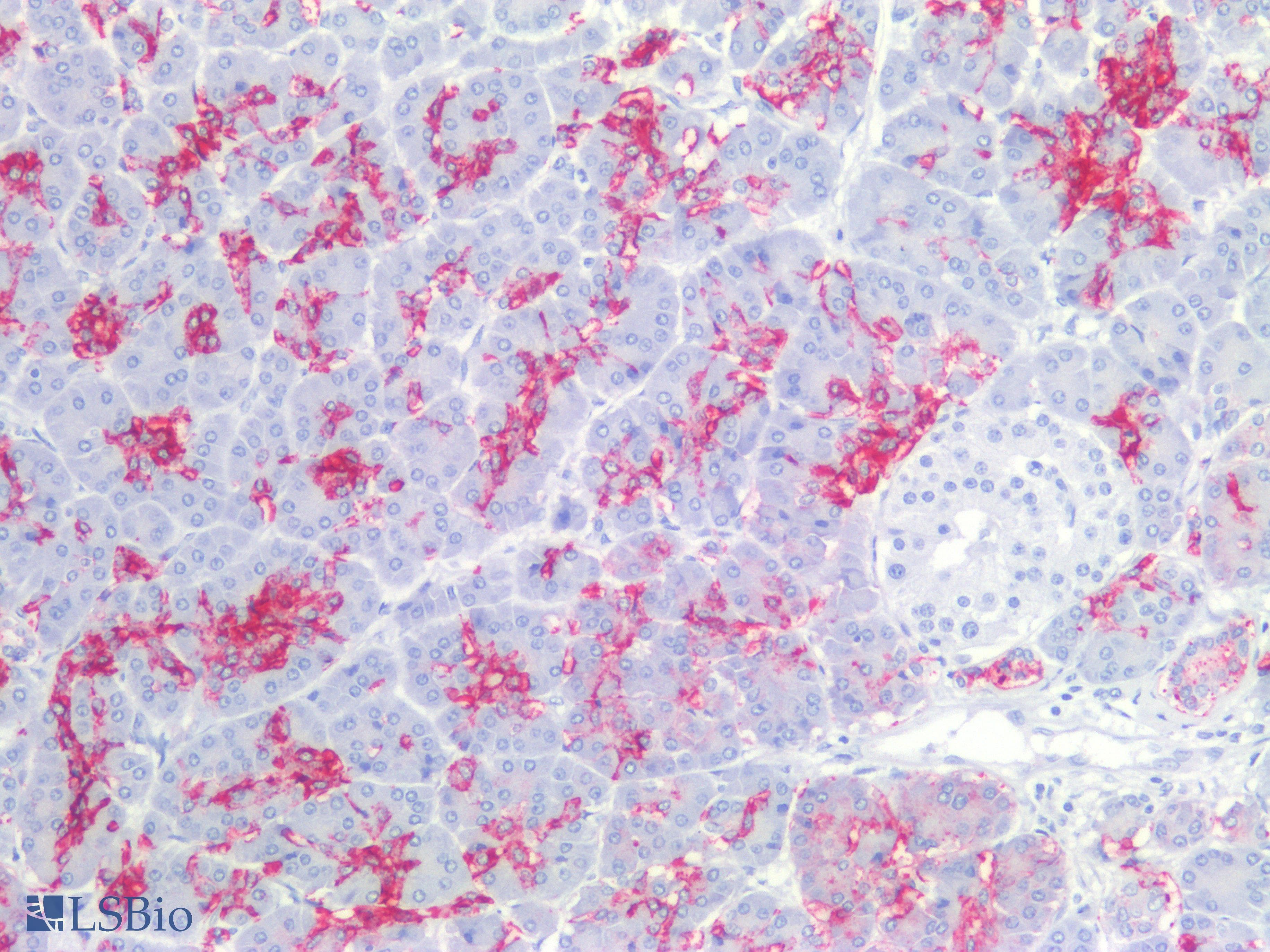 IHC-plus™ Sialylated Lewis a / CA 19-9 Antibody (clone 121SLE)