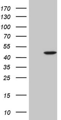 C18orf54 Antibody (clone OTI2B2)
