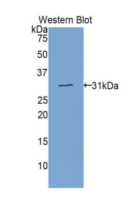 ETFA Antibody (aa34-295, HRP)