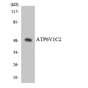 ATP6V1C2 Antibody (aa112-161)