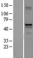 DEF8 Protein (Over-Expression Lysate Myc-DDK (Flag))
