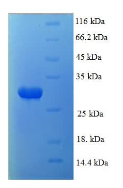 Human PSMA1 Protein (Recombinant His)