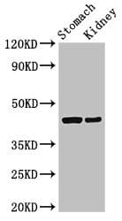 NECL-1 / CADM3 Antibody