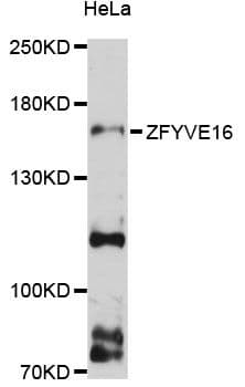 ZFYVE16 Antibody