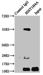 HIST1H4I Antibody