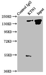 Polyclonal Rabbit anti-Human KTN1 / Kinectin Antibody (IHC, WB)