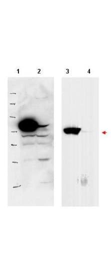 RSL1D1 Antibody