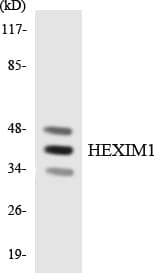 Polyclonal Rabbit anti-Human HEXIM1 Antibody (aa166-215, WB)