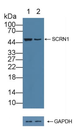SCRN1 / Secernin 1 Antibody