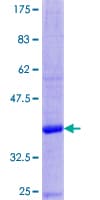 Human DEFA3 / Defensin Alpha 3 Protein (Recombinant GST)