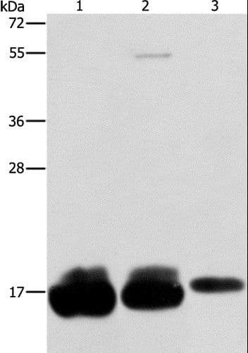 Fragilis / IFITM3 Antibody