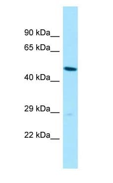 SLC35B2 Antibody (C-Terminus)