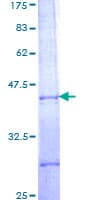 Human PBX2 Protein (Recombinant GST, N-terminus)