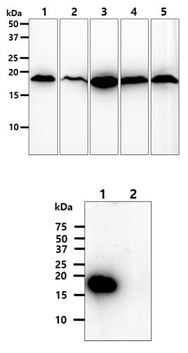 SOD1 / Cu-Zn SOD Antibody (clone AT6F1)