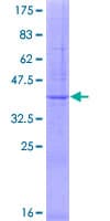Human MARVELD1 Protein (Recombinant GST)