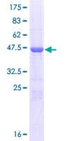 Human MOBKL2B / MOB3B Protein (Recombinant GST)