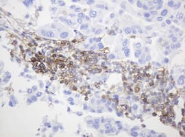 CD99 Antibody (clone OTI3E8)