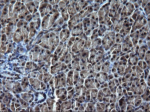 Monoclonal Mouse anti-Human IRF5 Antibody (clone OTI1G7, IHC, WB)