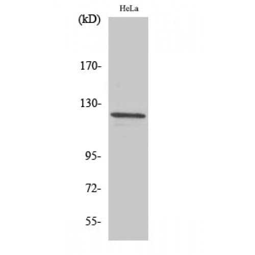 VCL / Vinculin Antibody (760-840 aa)