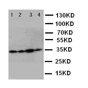 PDPN / Podoplanin Antibody (aa226-238)