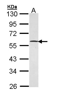 GABPB1 Antibody (aa1-395)
