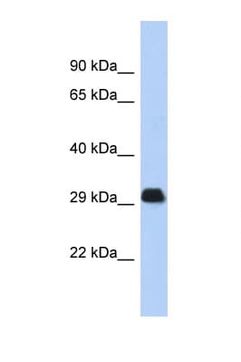 BCL2L1 / BCL-XL Antibody (N-Terminus)
