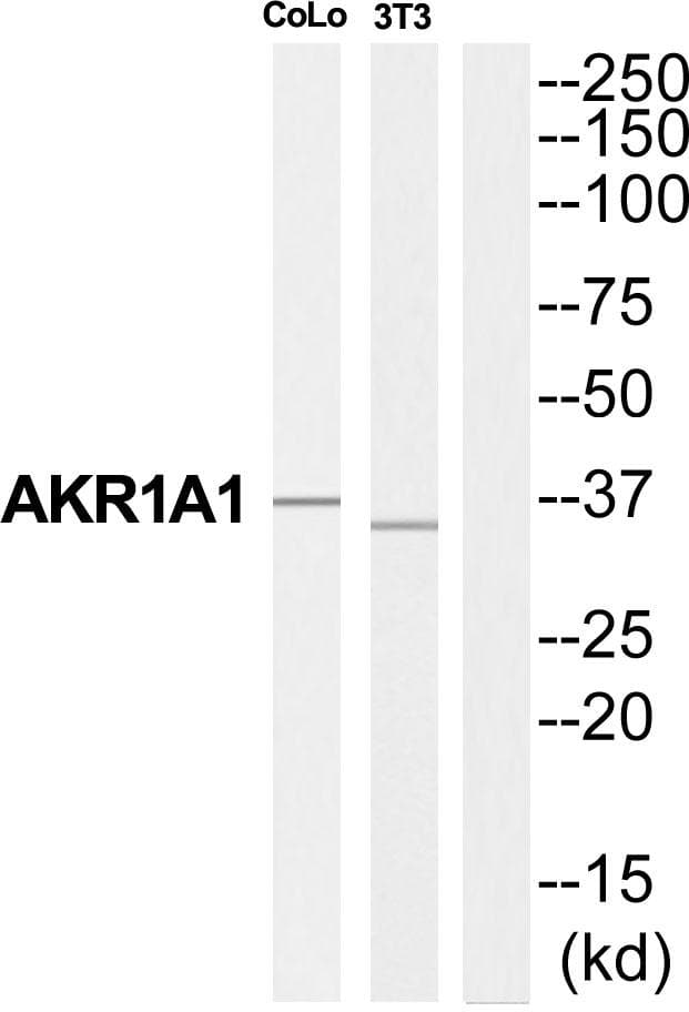 AKR1A1 Antibody