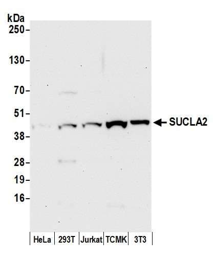 SUCLA2 Antibody (aa50-100)