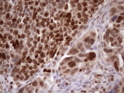 BTEB / KLF9 Antibody (clone OTI8A11, Carrier-free)