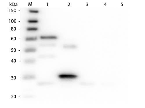 Donkey Anti-Chicken IgY Secondary Antibody